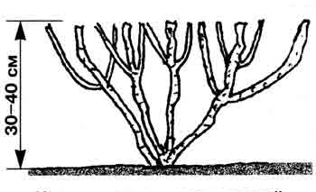 как обрезать жимолость