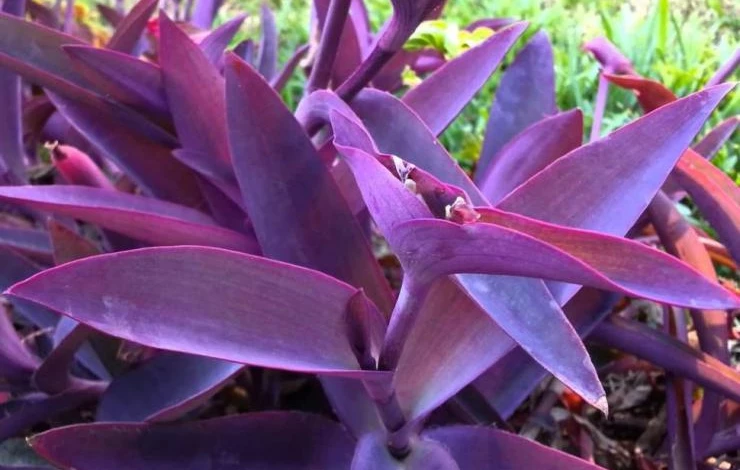 Традесканция пурпурная