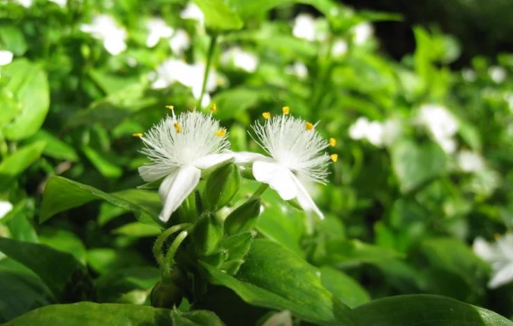 Традесканция белоцветковая