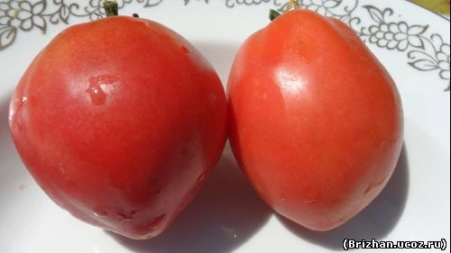 Сорт томата Суворовский