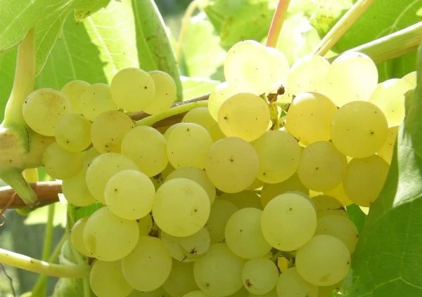 виноград в средней полосе россии