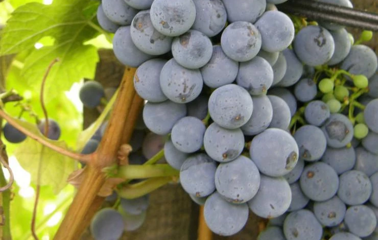 сорта винограда для Средней полосы России