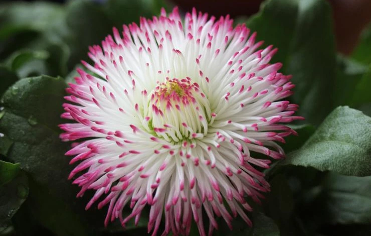 маргаритка выращивание