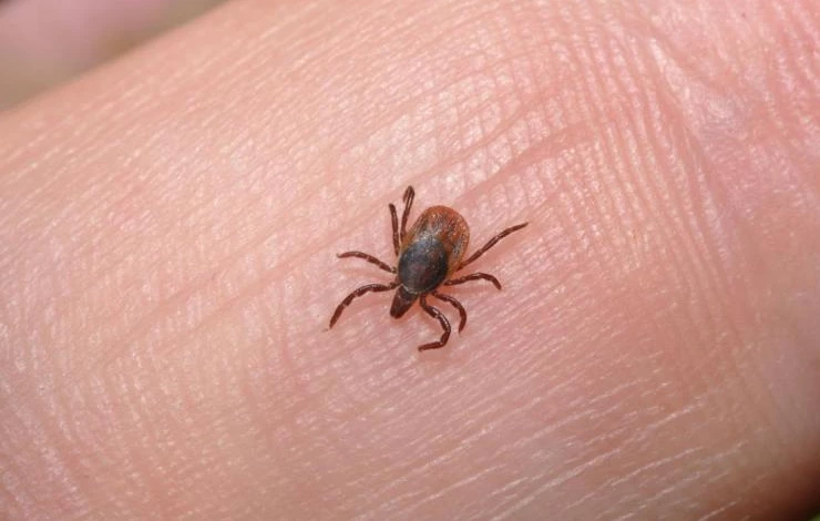 как защититься от клещей