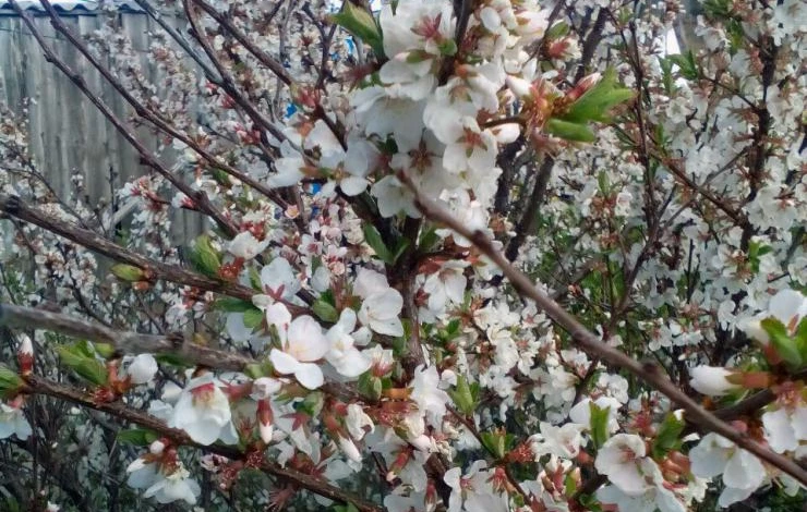 вишня войлочная