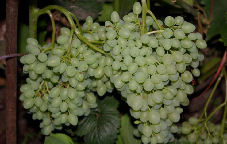 сорта винограда для сибири