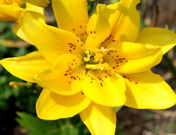 лилия сорт Фата Моргана