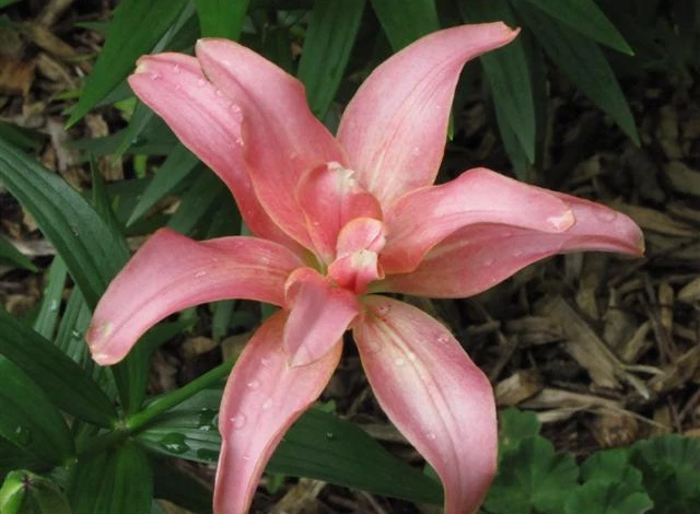 лилия сорт Афродита