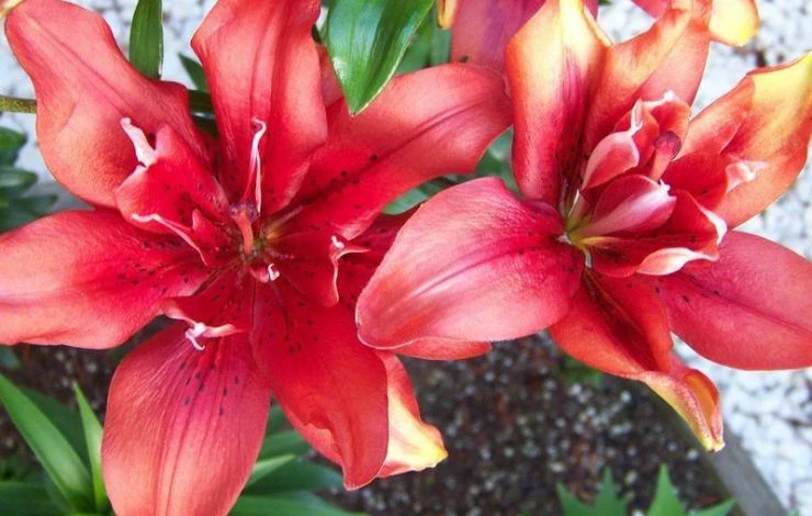 лилия сорт Сфинкс