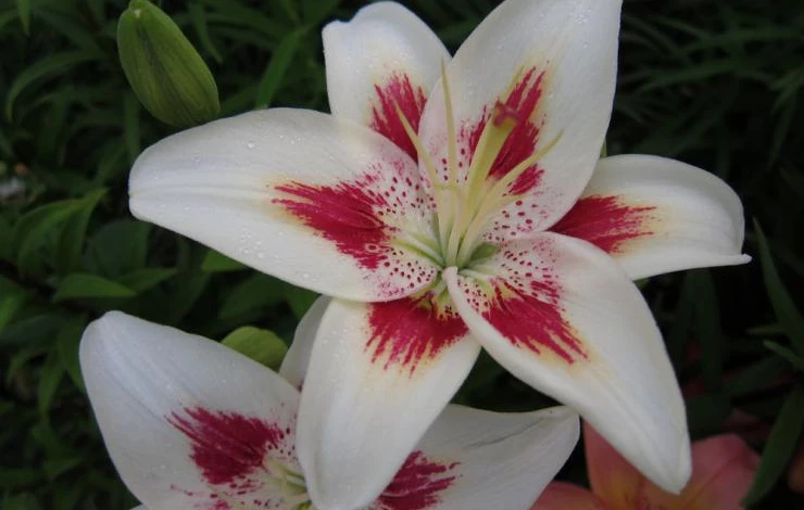 лилия сорт Брашмарк