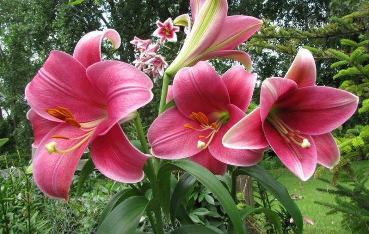 лилия сорт Эль Кондор