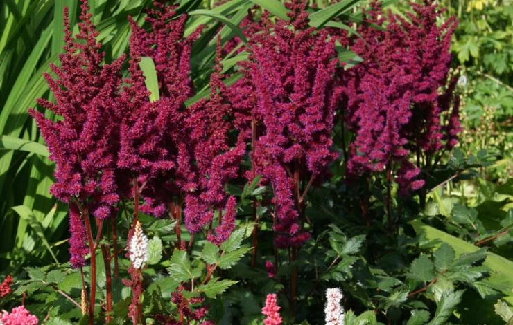 Vision in Red астильба