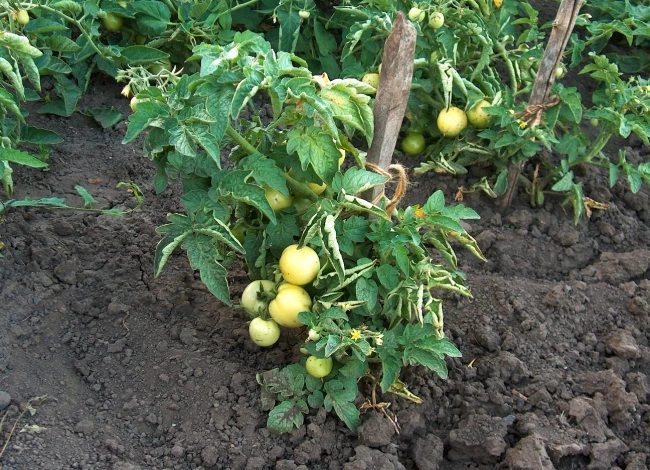 Podkormka-tomatov.jpg