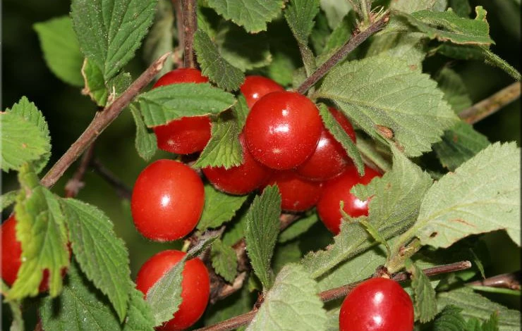 как размножить войлочную вишню