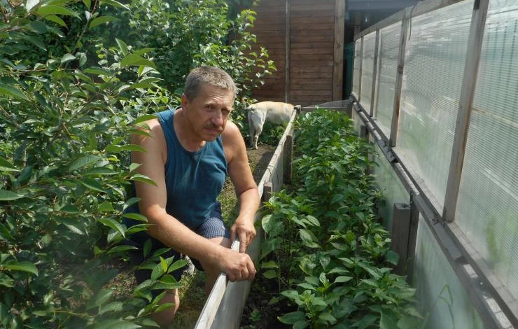 опыт выращивания перцев в парнике своими руками