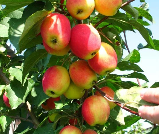 подвои для яблони