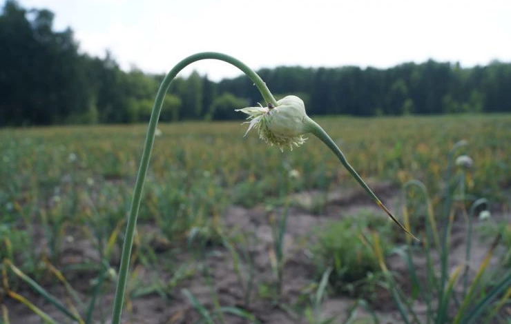 сроки уборки озимого чеснока с грядки