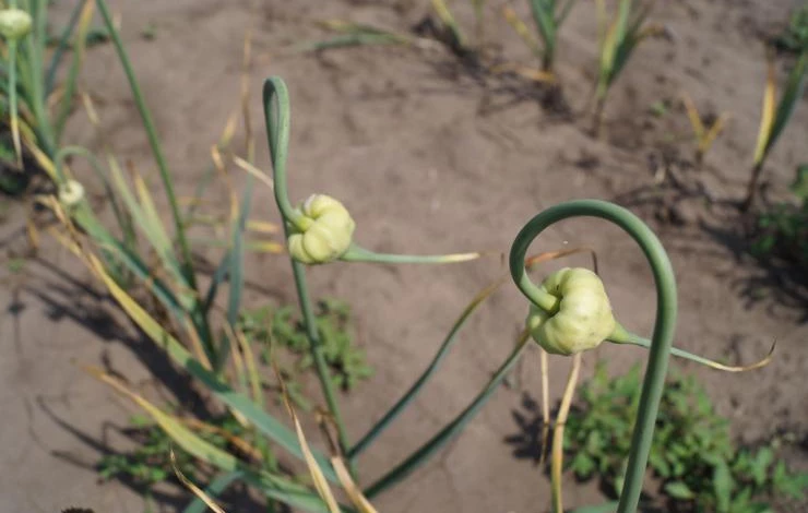 надо ли обрывать стрелки озимого чеснока перед уборкой