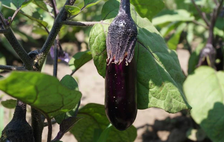 календарь огородника в августе в сибири