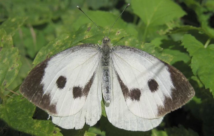 как избавиться от капустной белянки на капусте