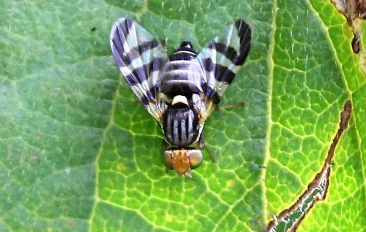 облепиховая муха борьба