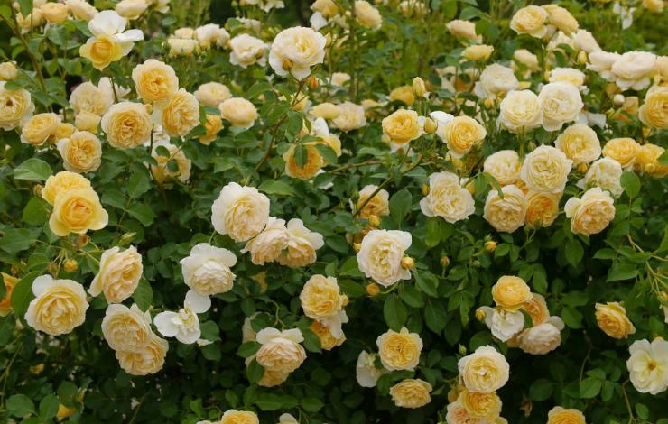 сорт английской розы Грэхэм Томас