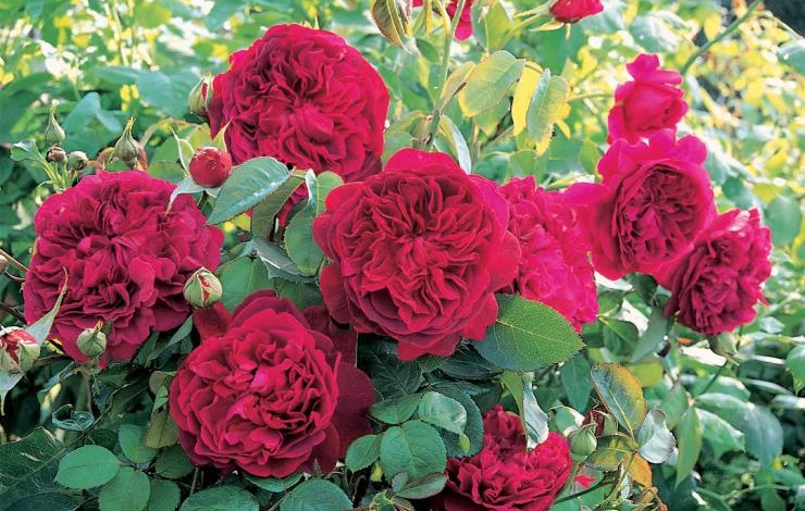 сорт Вильям Шекспир