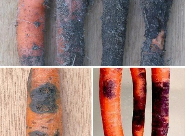 черная гниль моркови