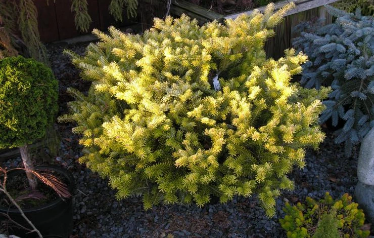 сорт пихты голден глоу