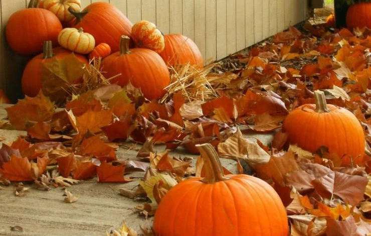 календарь огородника приморье октябрь