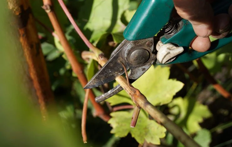 как нарезать черенки винограда