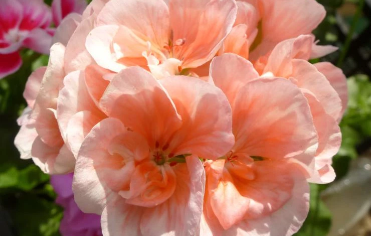 герань 048.JPG