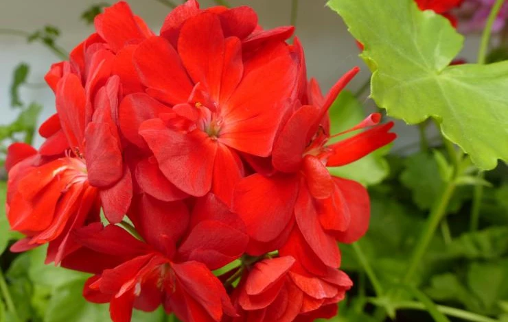 герань 043.JPG