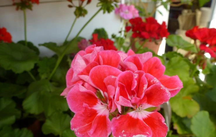 герань 041.JPG