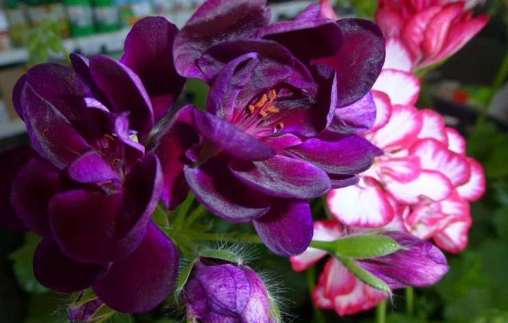 герань 036.JPG