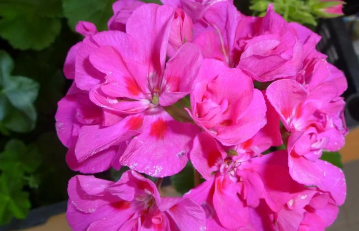 герань 031.JPG