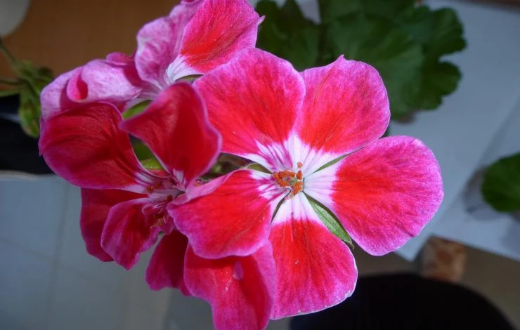 герань 019.JPG