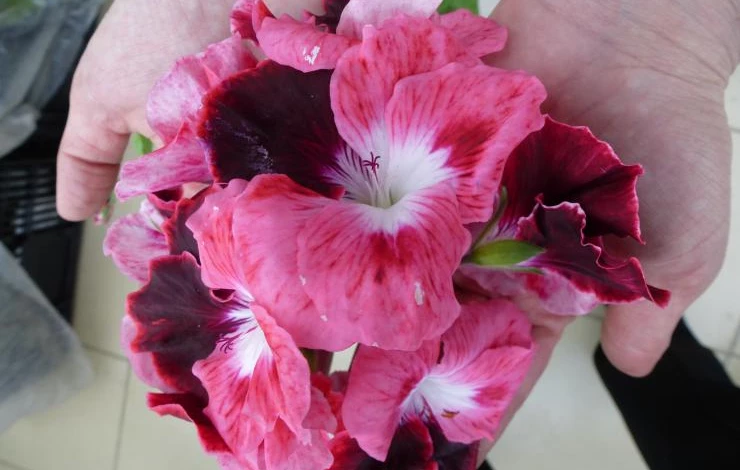 герань, обереги 010.JPG