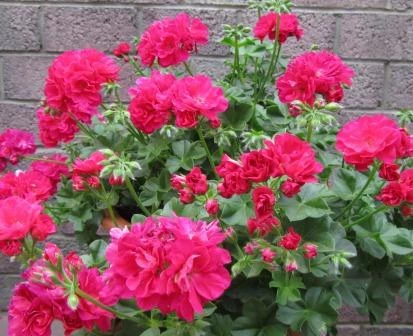 герань плющелистная <a href=