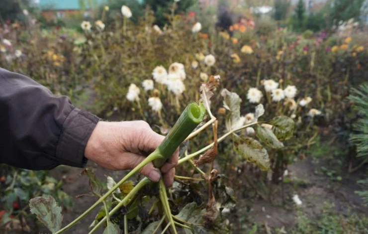 Пустотелый стебель георгина
