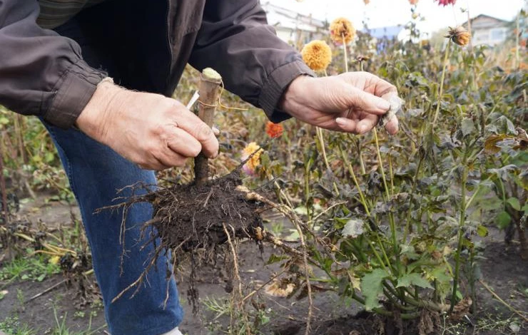 Выкопанный клубень георгина