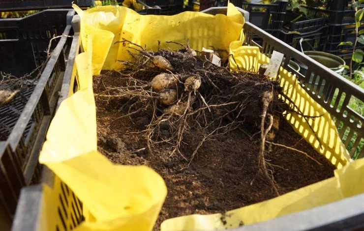 Как хранить клубни георгинов