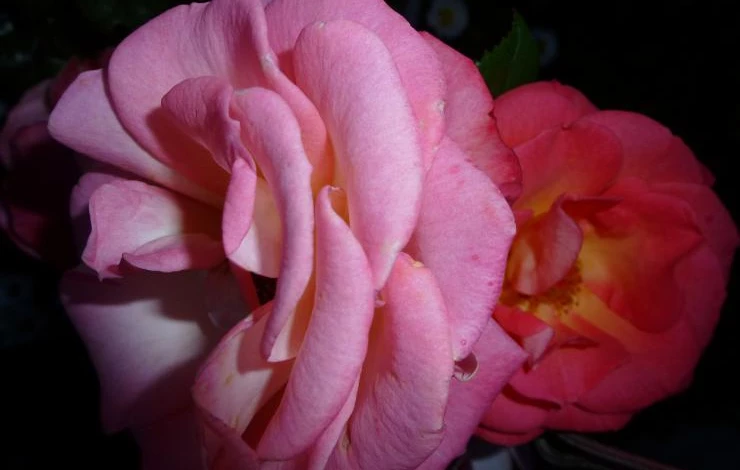 розы настурция суккуленты 010.JPG