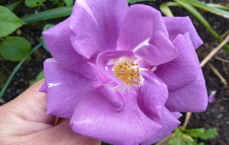 розы и пр 040.JPG