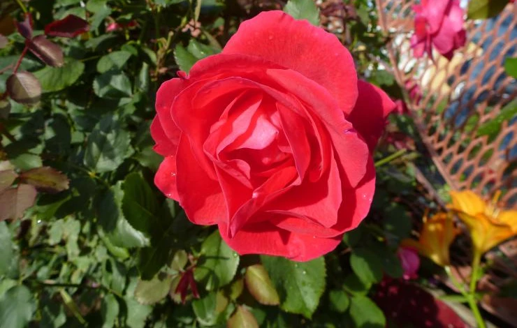 розы и пр 035.JPG