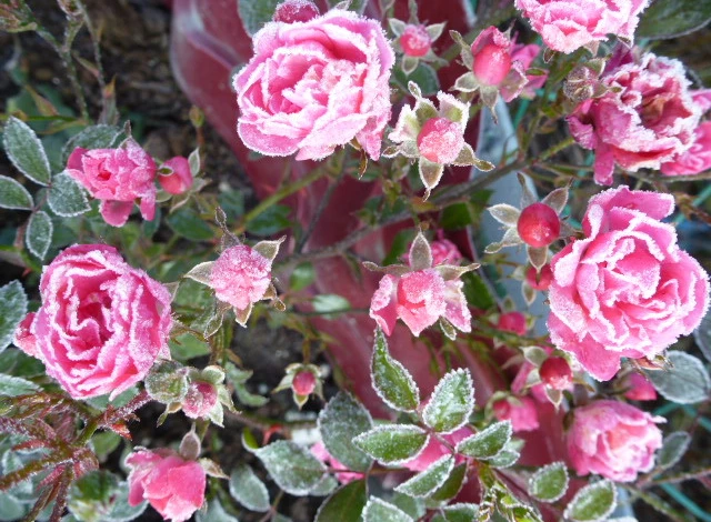 розы после заморозка 017.JPG