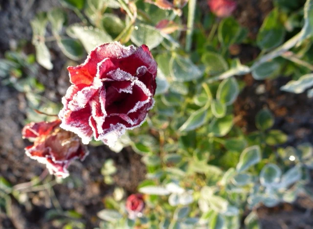 розы после заморозка 006.JPG