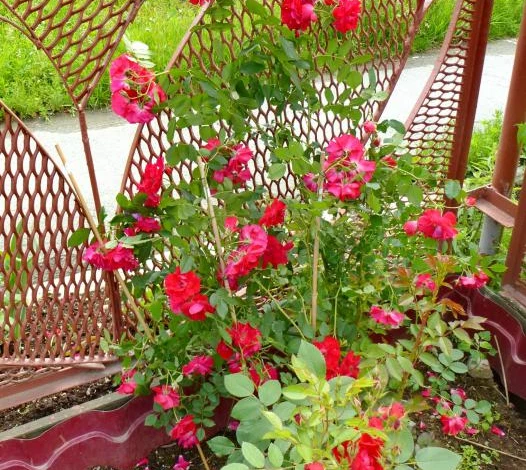 цветы лето 2015 021.JPG