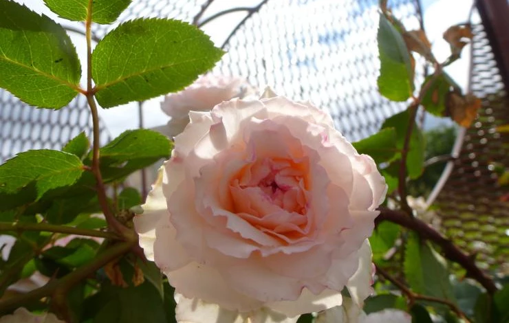 цветы лето 2015 007.JPG