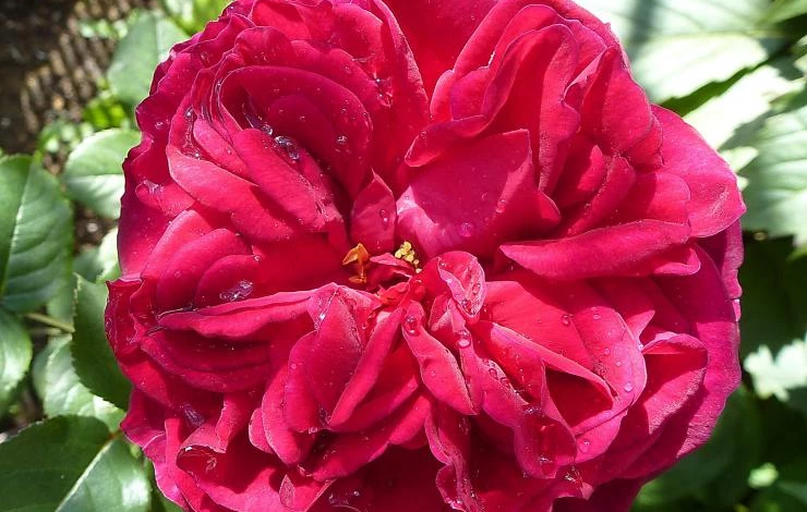 наши цветы 025.JPG